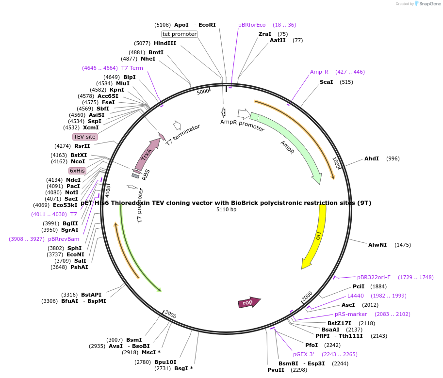 48292-plasmid-map-sequence-id-69774