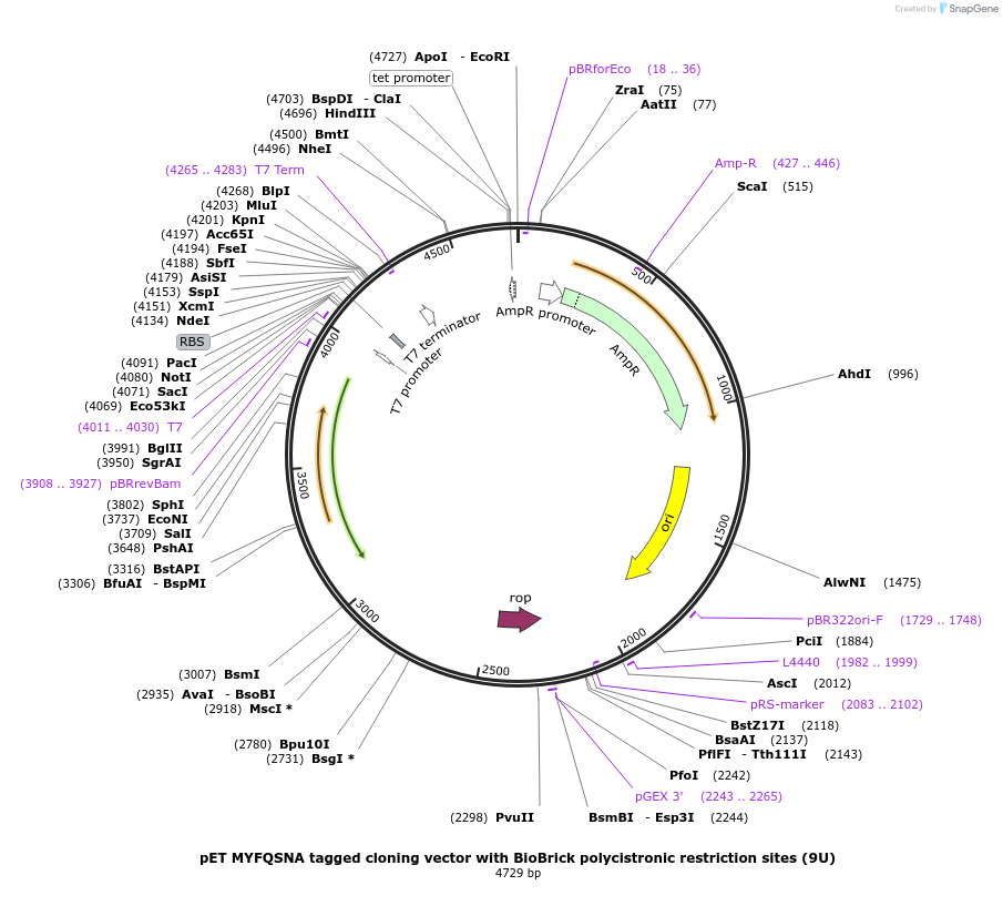 48293-plasmid-map-sequence-id-69775