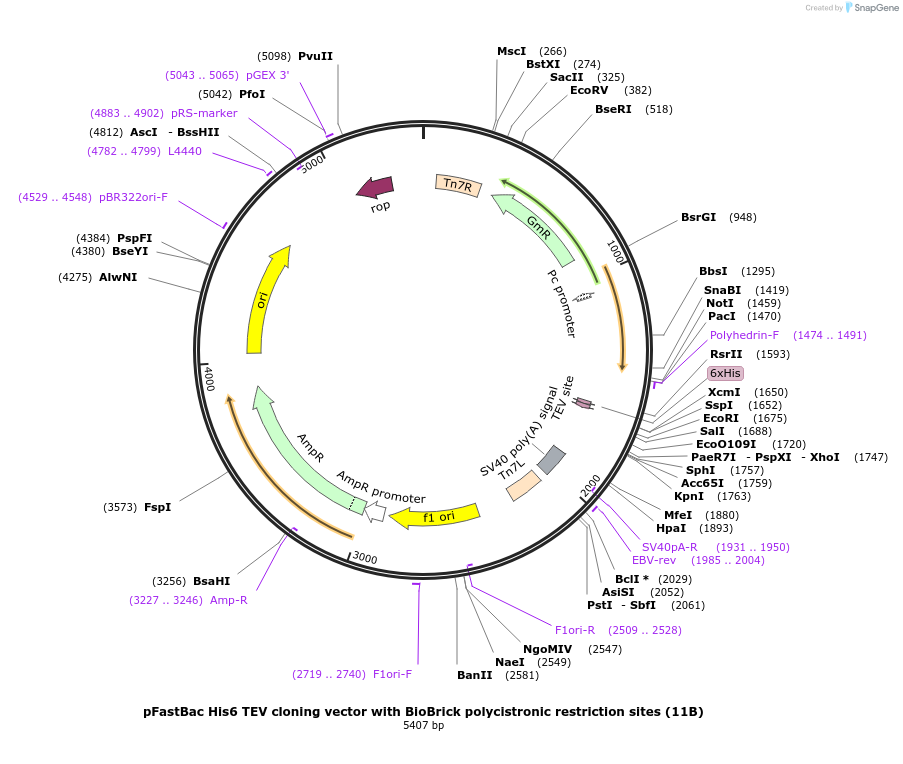 48295-plasmid-map-sequence-id-69777