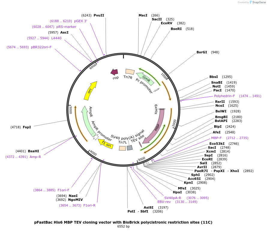 48296-plasmid-map-sequence-id-69778