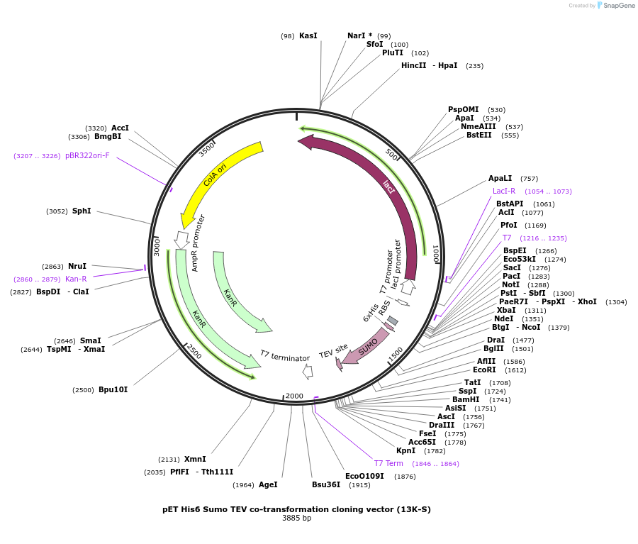 48321-plasmid-map-sequence-id-69803