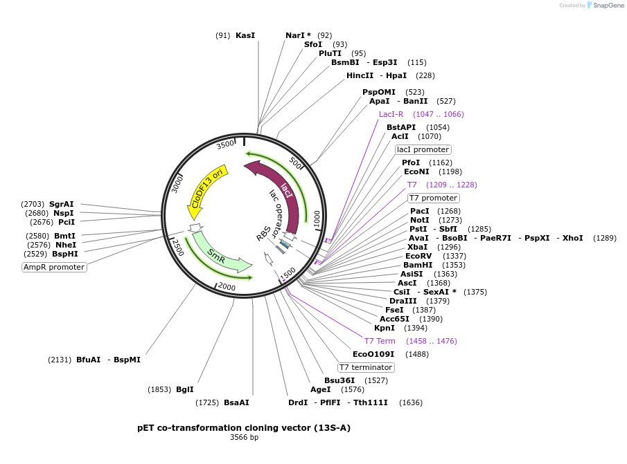 48323-plasmid-map-sequence-id-69805