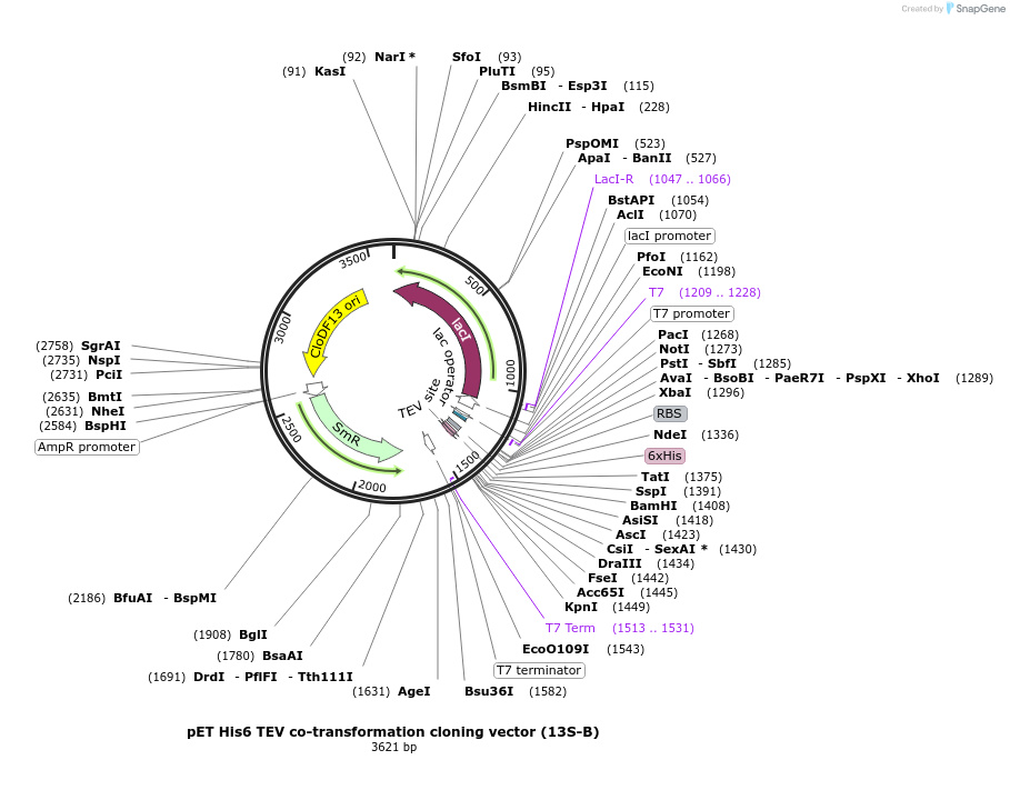 48324-plasmid-map-sequence-id-69806