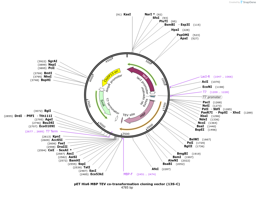 48325-plasmid-map-sequence-id-69807