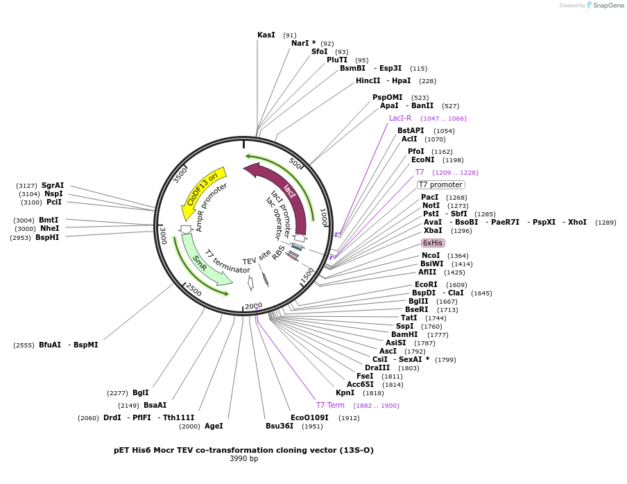 48327-plasmid-map-sequence-id-69809