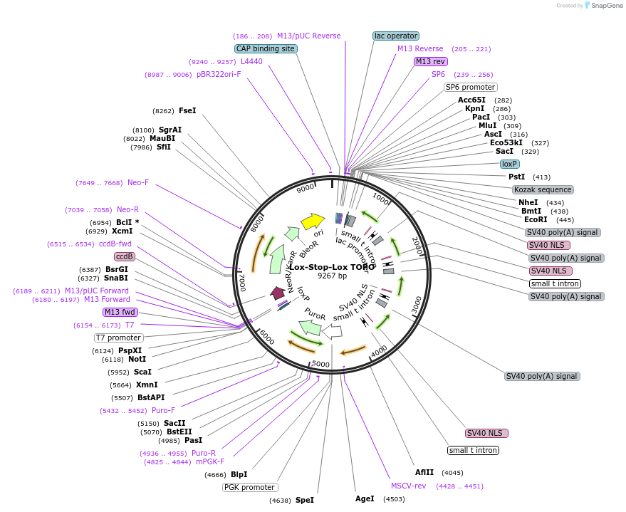 6981_map
