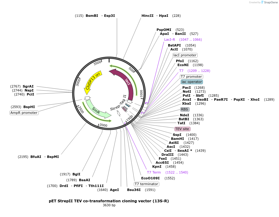 48328-plasmid-map-sequence-id-69810