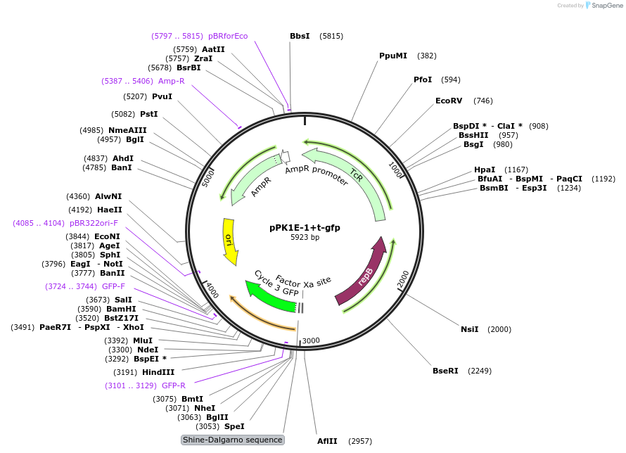48131-plasmid-map-sequence-id-69917