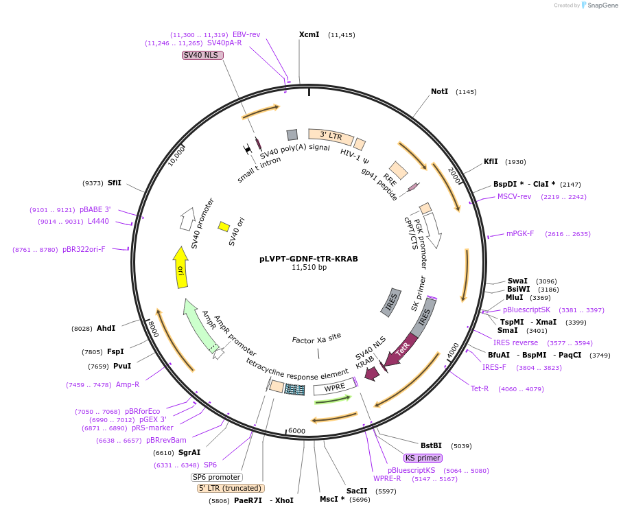 11646-plasmid-map-sequence-id-6992