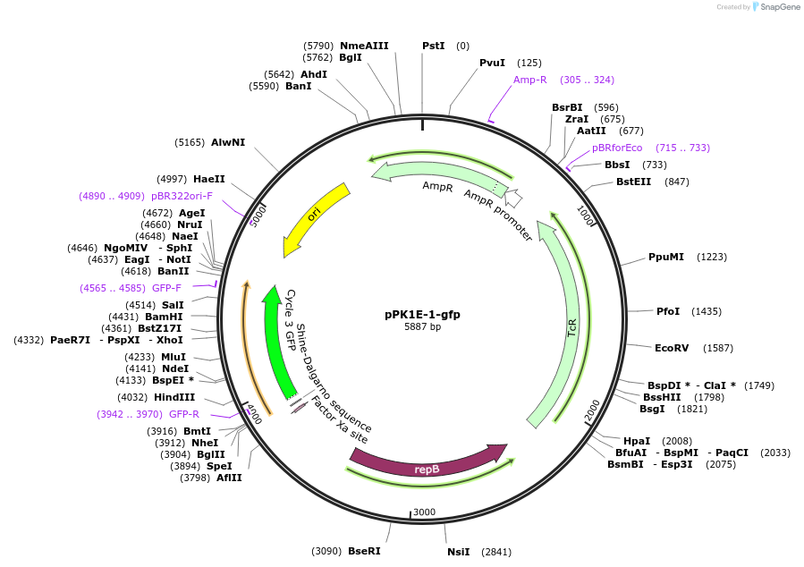 48133-plasmid-map-sequence-id-69922