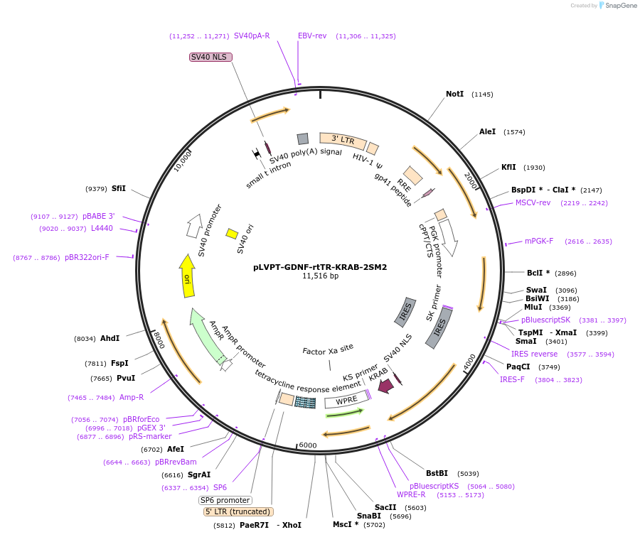 11647-plasmid-map-sequence-id-6993