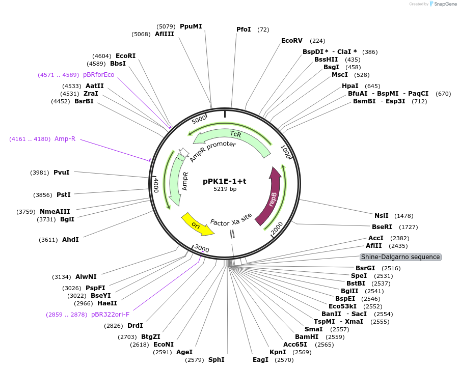 48147-plasmid-map-sequence-id-69933
