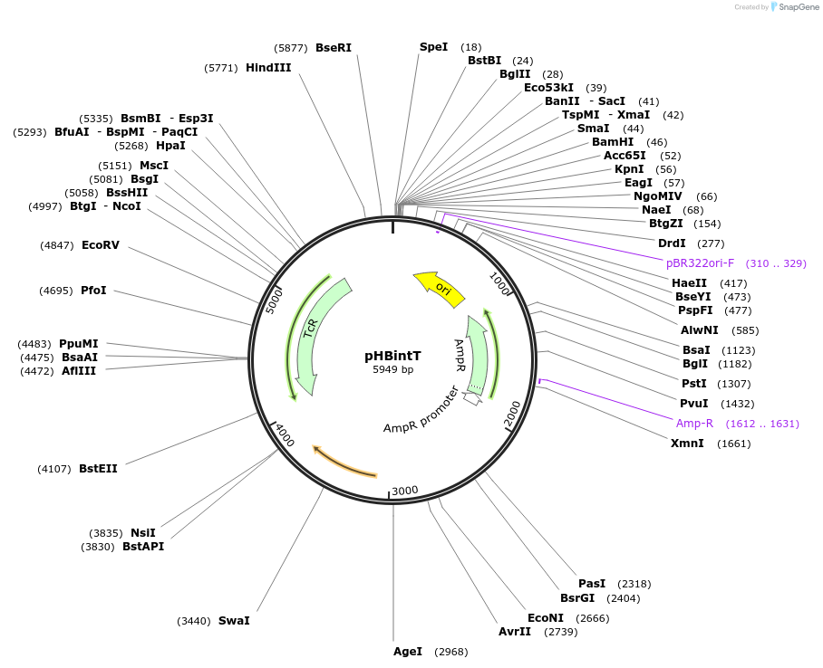 48134-plasmid-map-sequence-id-69938