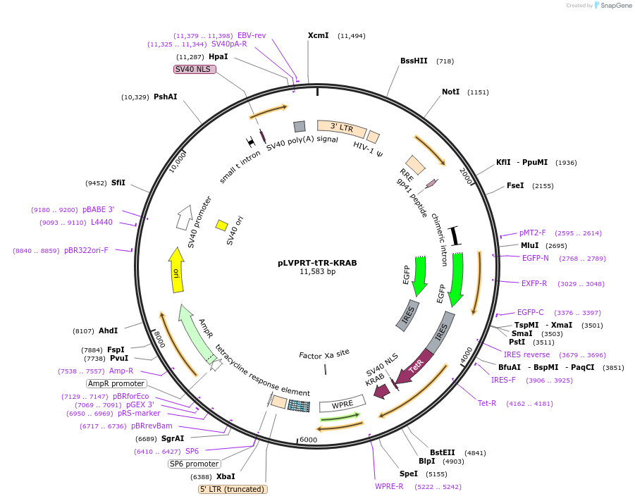 11648-plasmid-map-sequence-id-6994