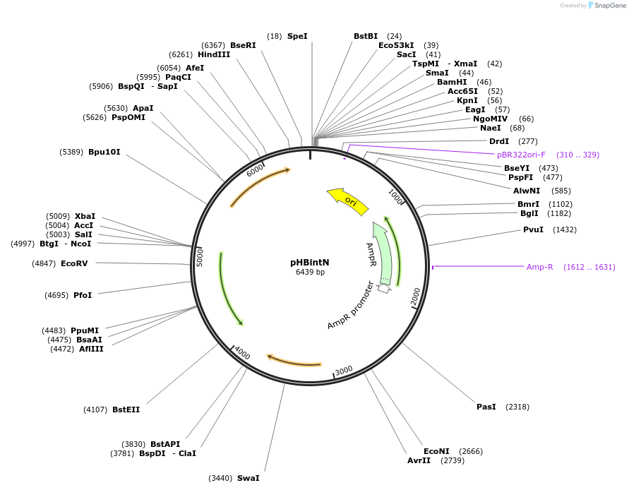 48135-plasmid-map-sequence-id-69940