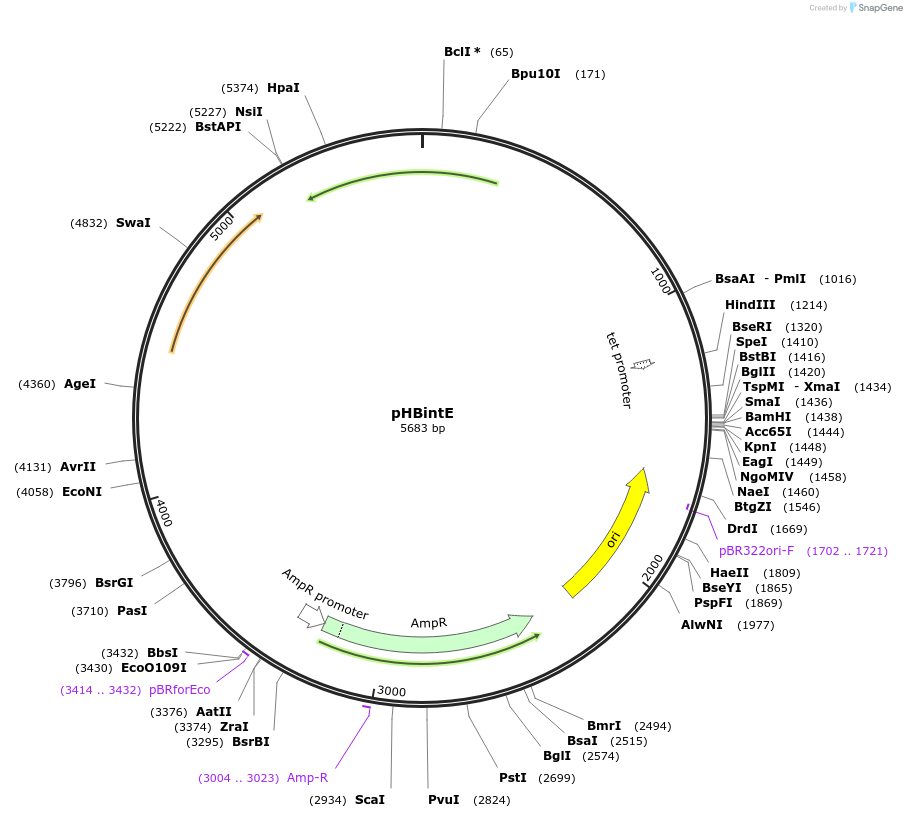 48136-plasmid-map-sequence-id-69942