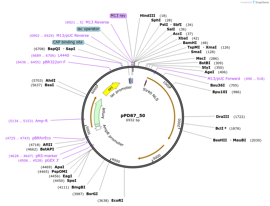1459-plasmid-map-sequence-id-70