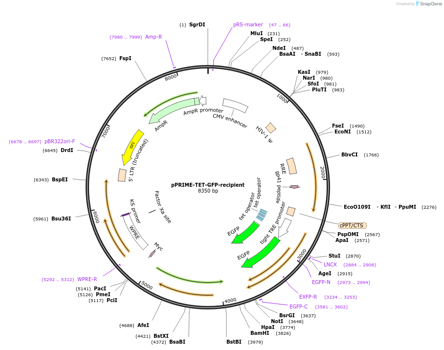 11655-plasmid-map-sequence-id-7001