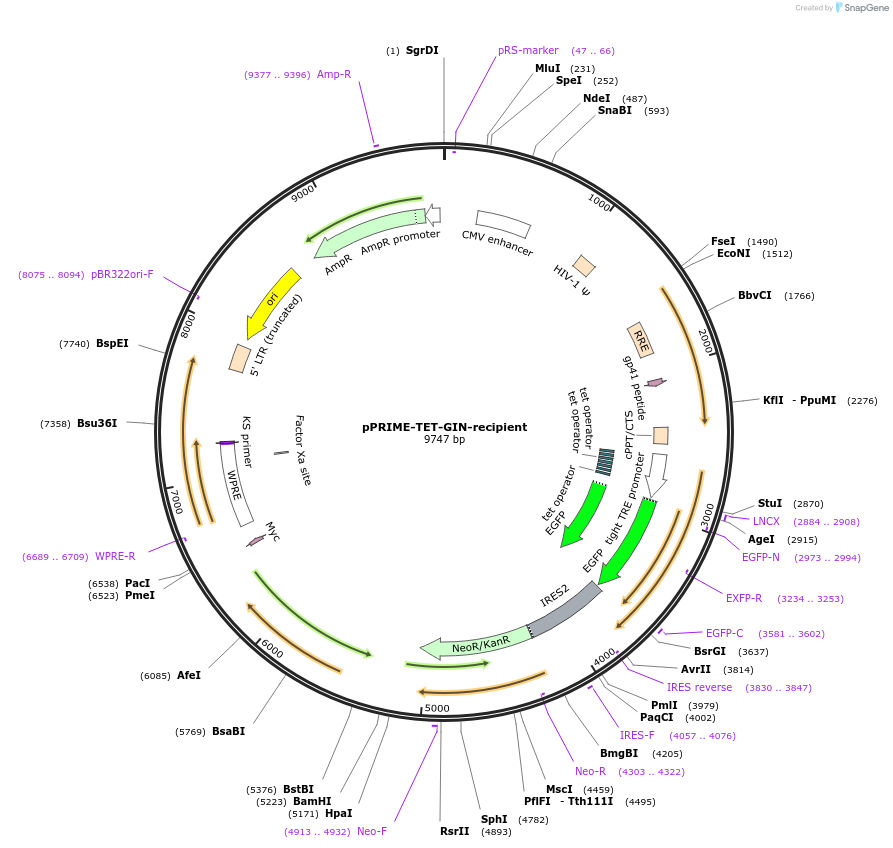 11656-plasmid-map-sequence-id-7002