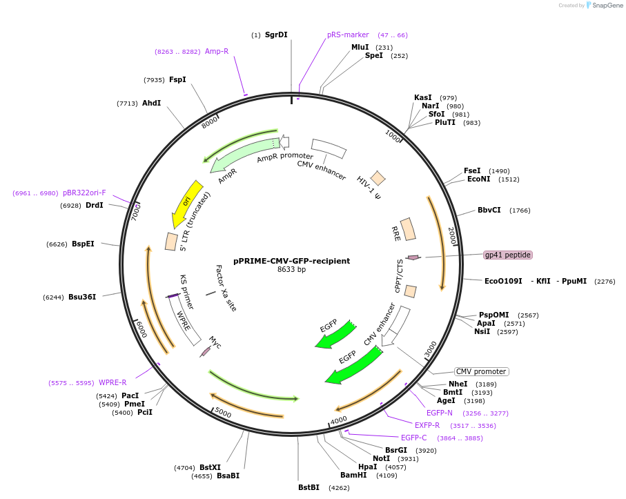 11657-plasmid-map-sequence-id-7003
