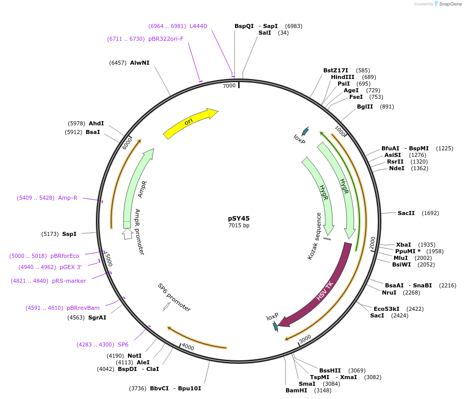 48355-plasmid-map-sequence-id-70032