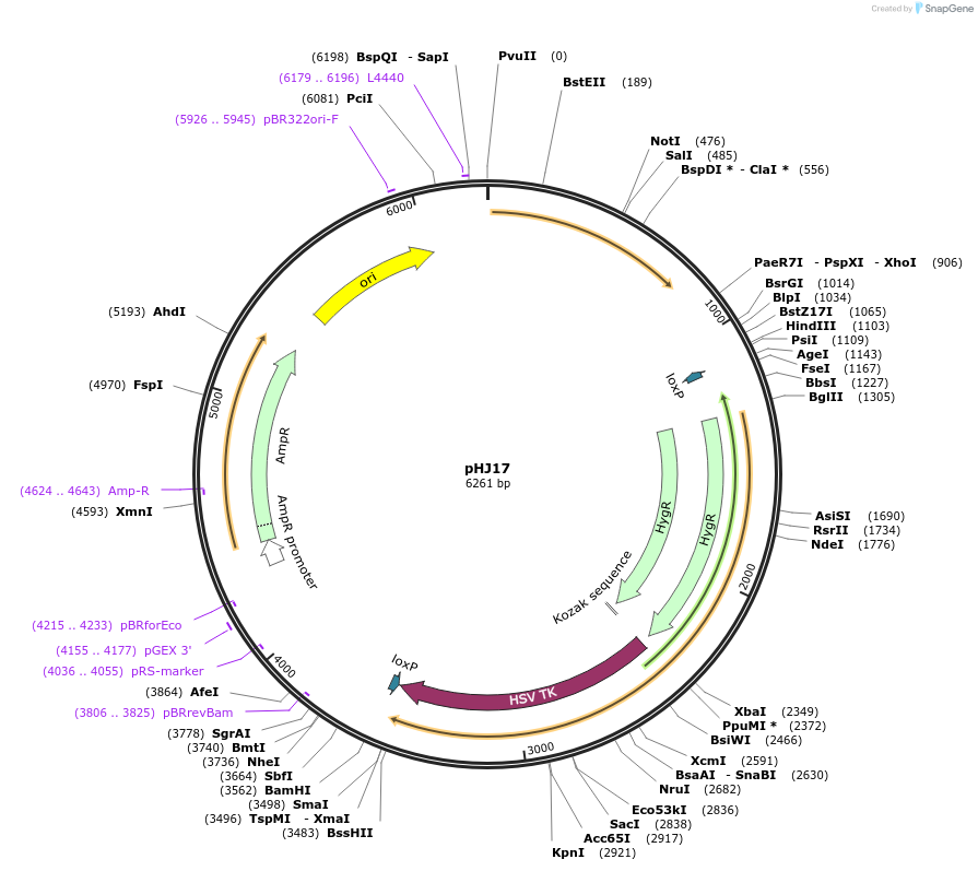 48356-plasmid-map-sequence-id-70042