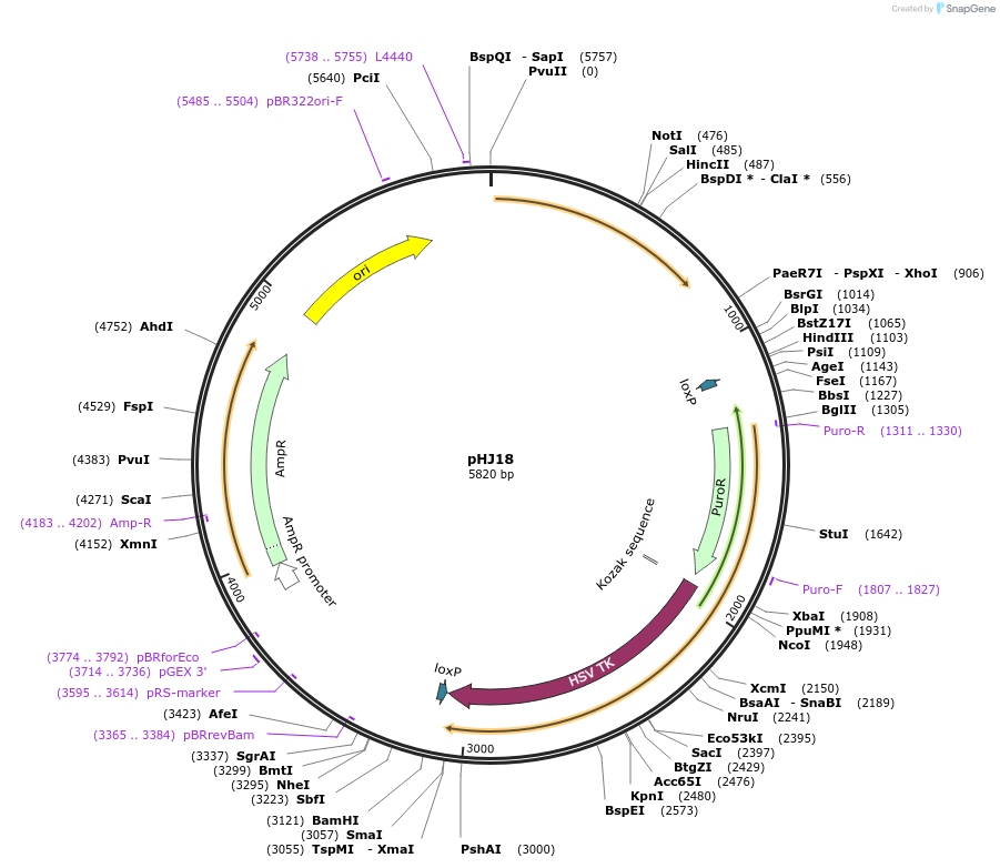 48357-plasmid-map-sequence-id-70046