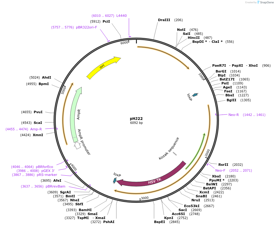 48358-plasmid-map-sequence-id-70047