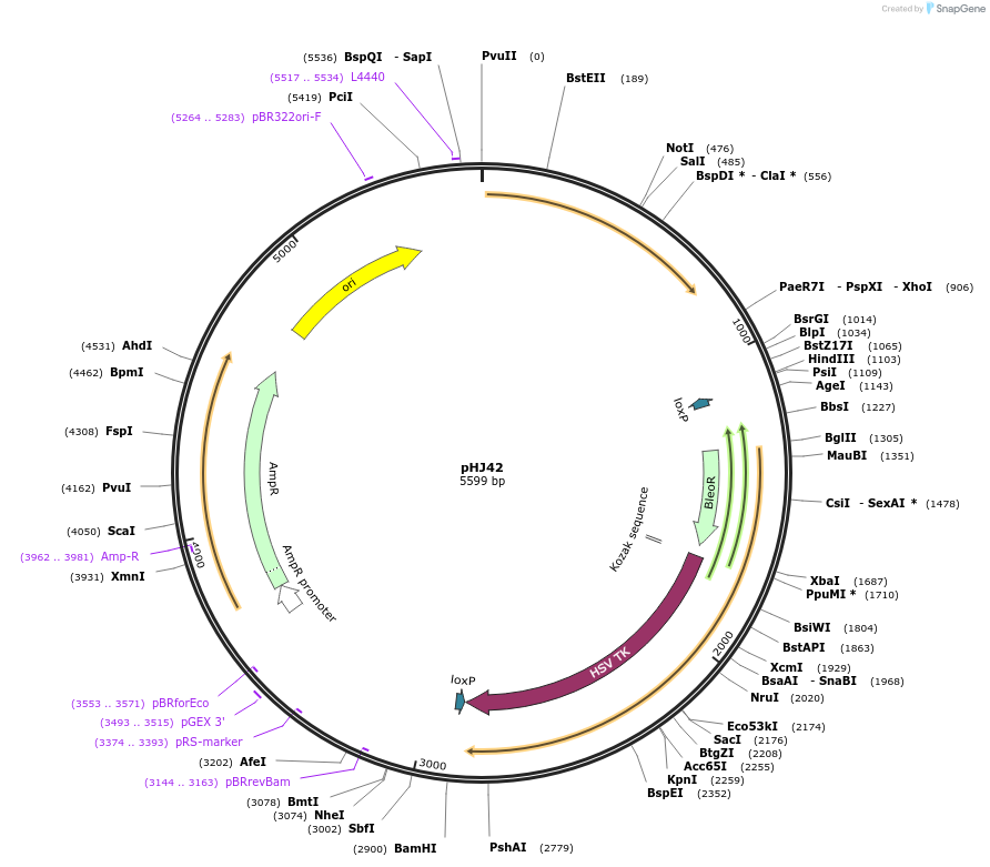 48359-plasmid-map-sequence-id-70049