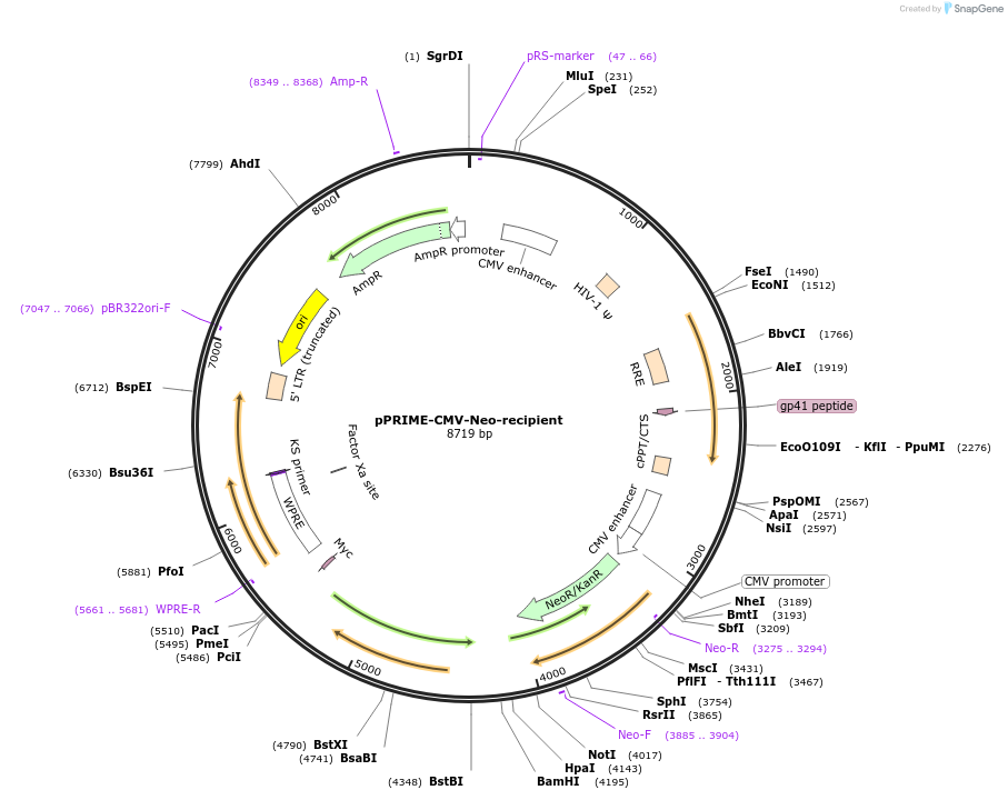 11659-plasmid-map-sequence-id-7005