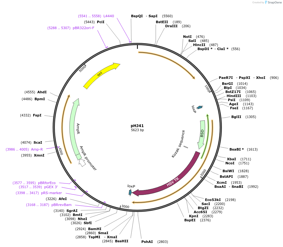 48360-plasmid-map-sequence-id-70051