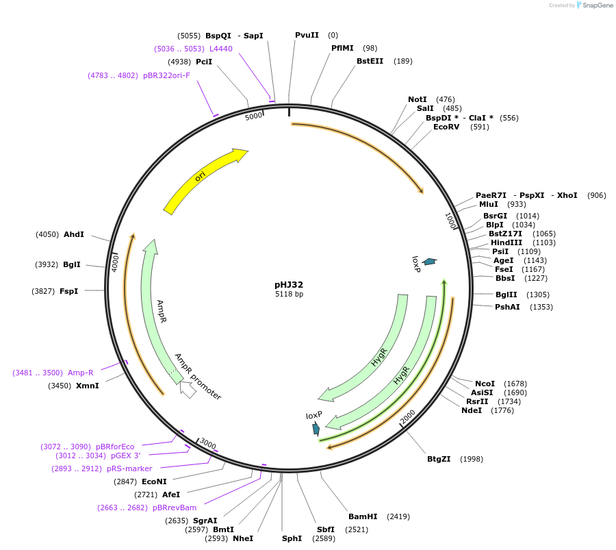 48361-plasmid-map-sequence-id-70052