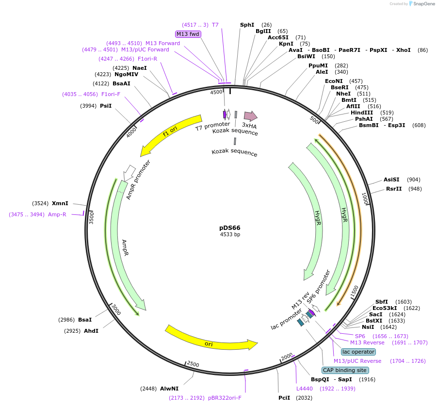 48364-plasmid-map-sequence-id-70059