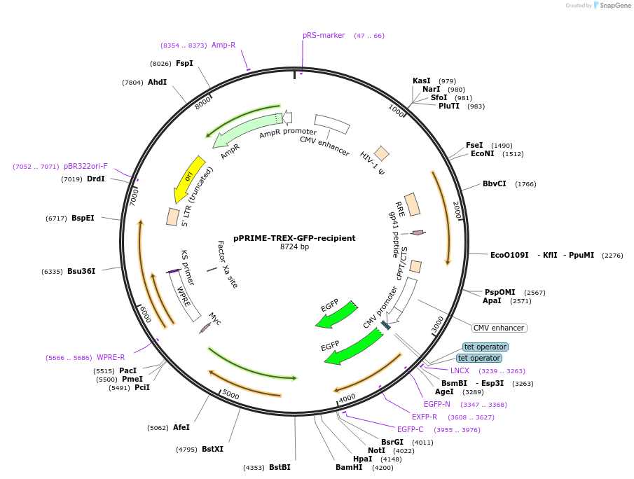 11661-plasmid-map-sequence-id-7007