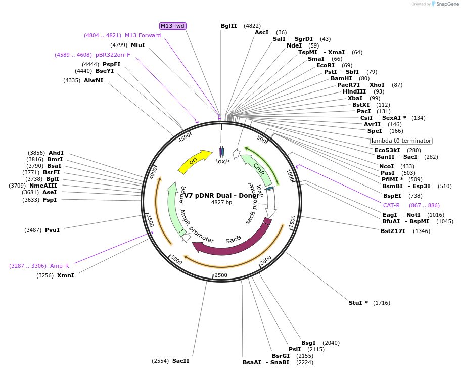 11689-plasmid-map-sequence-id-7021