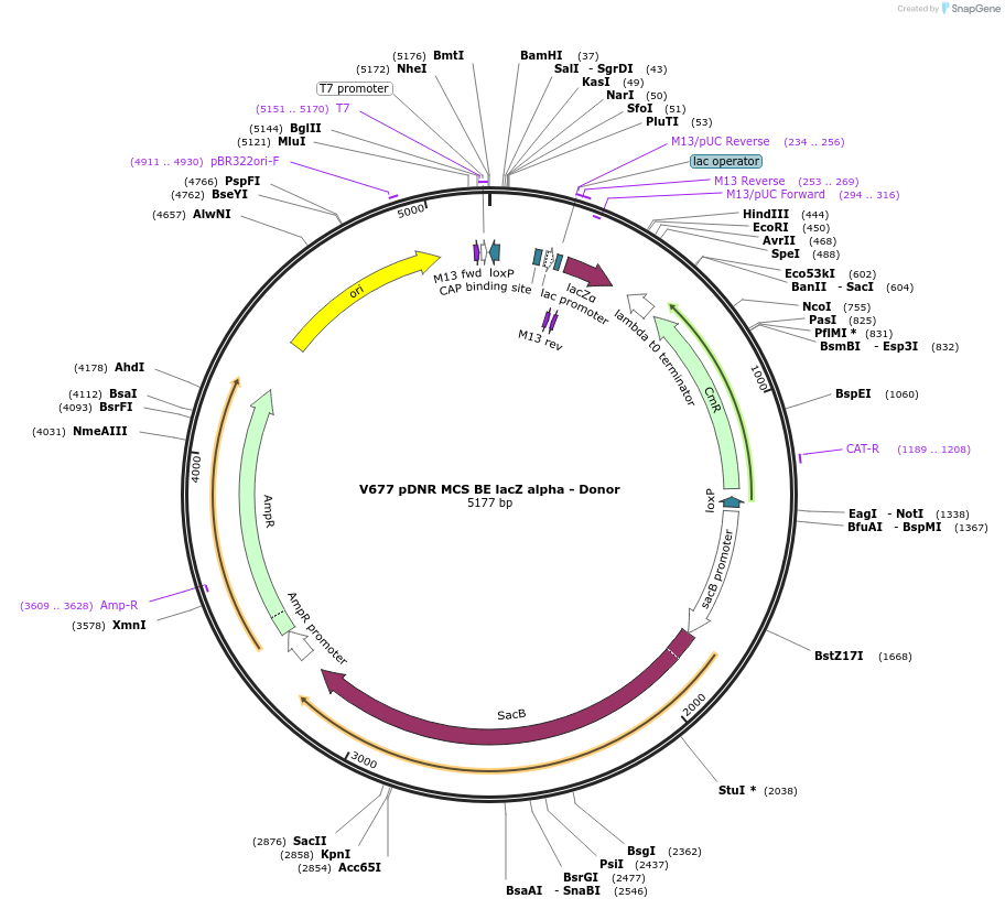 11694-plasmid-map-sequence-id-7026