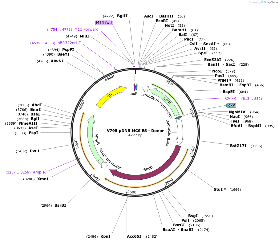 11696-plasmid-map-sequence-id-7028