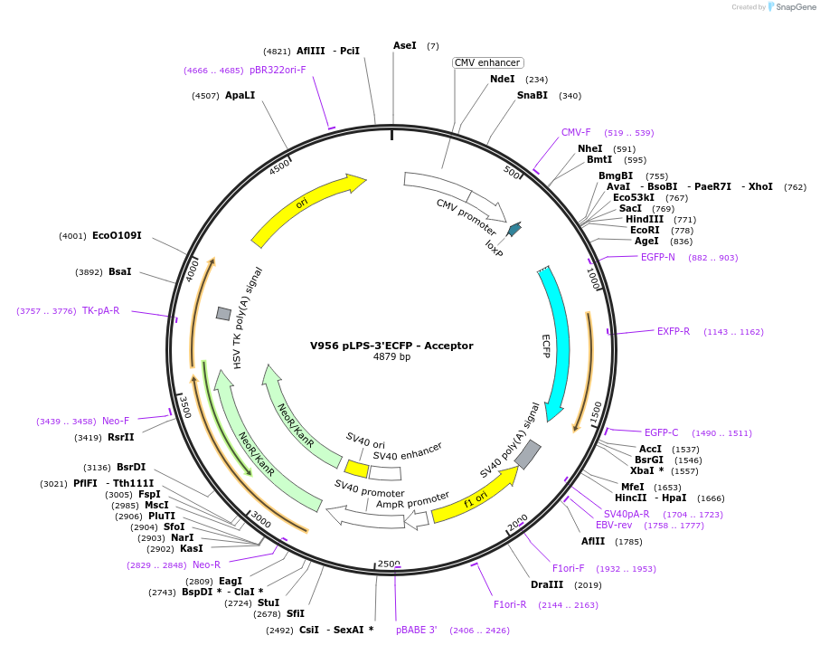 11698-plasmid-map-sequence-id-7030