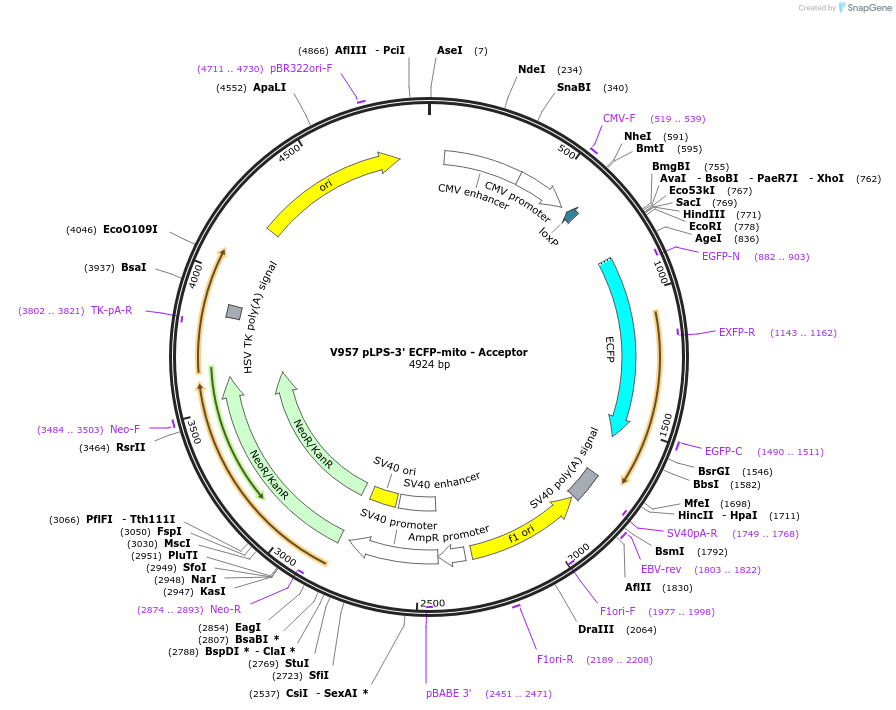 11699-plasmid-map-sequence-id-7031