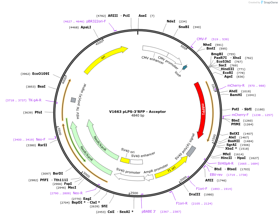 11701-plasmid-map-sequence-id-7033