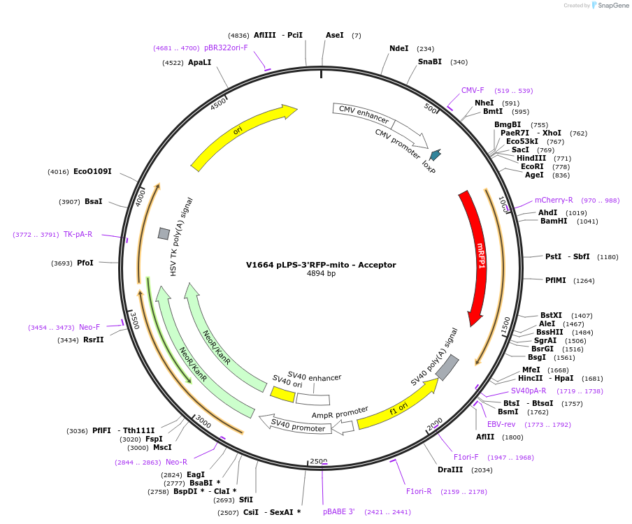 11702-plasmid-map-sequence-id-7034