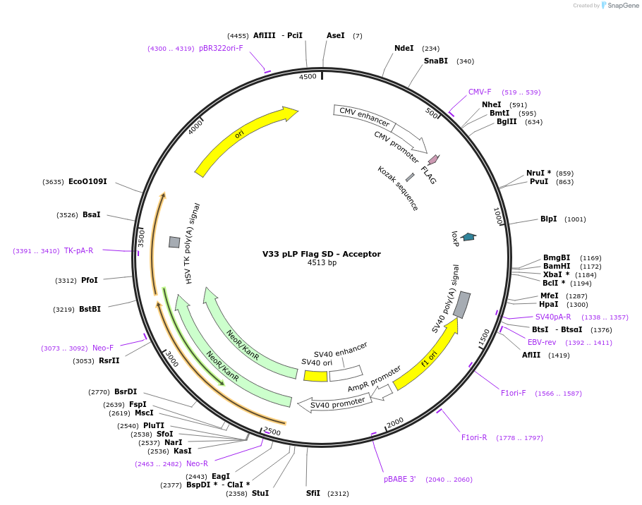11705-plasmid-map-sequence-id-7037
