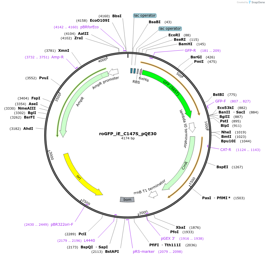 48631-plasmid-map-sequence-id-70379
