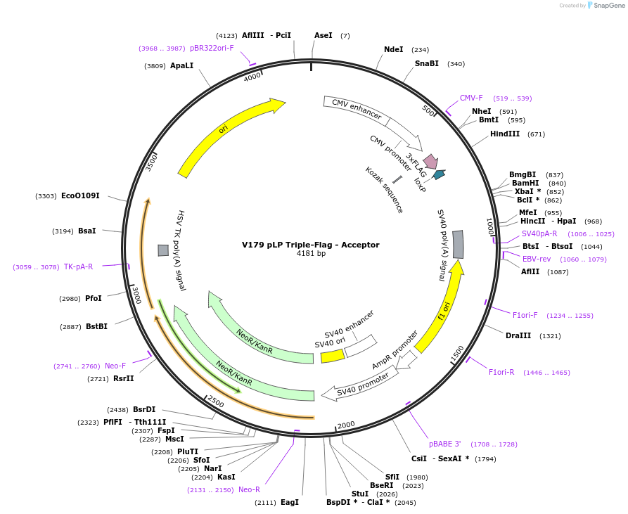 11706-plasmid-map-sequence-id-7038