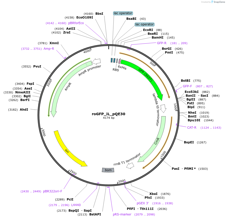 48633-plasmid-map-sequence-id-70382