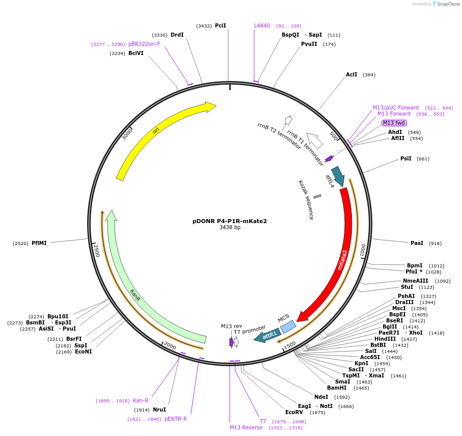 48344-plasmid-map-sequence-id-70388