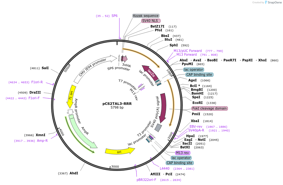 48636-plasmid-map-sequence-id-70389