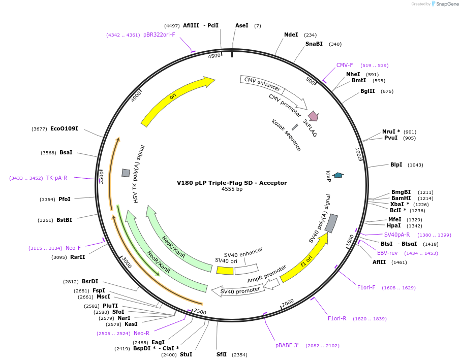 11707-plasmid-map-sequence-id-7039