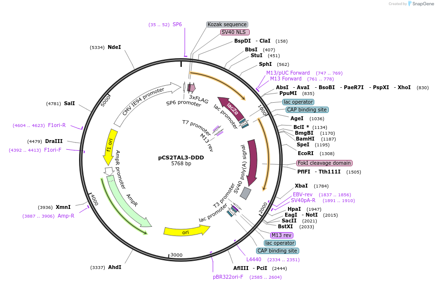 48637-plasmid-map-sequence-id-70390