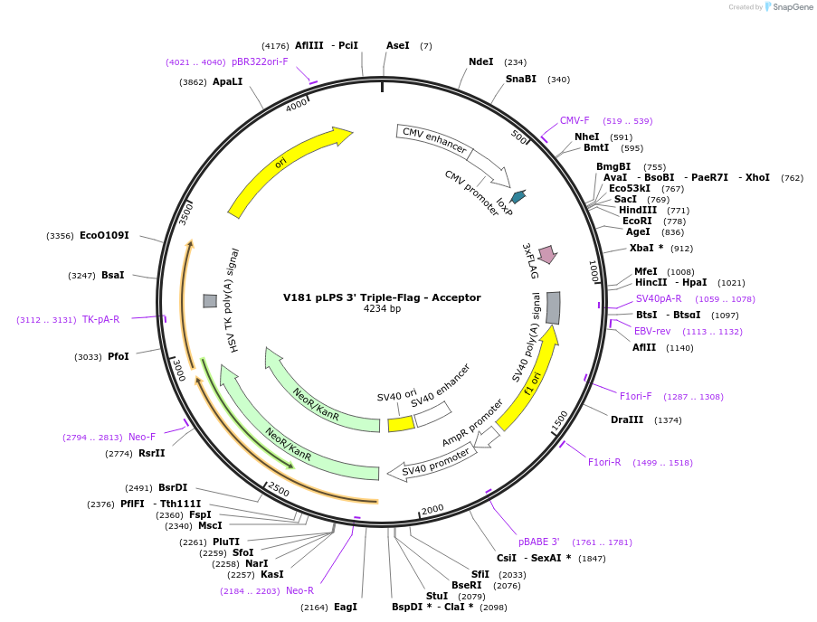 11708-plasmid-map-sequence-id-7040